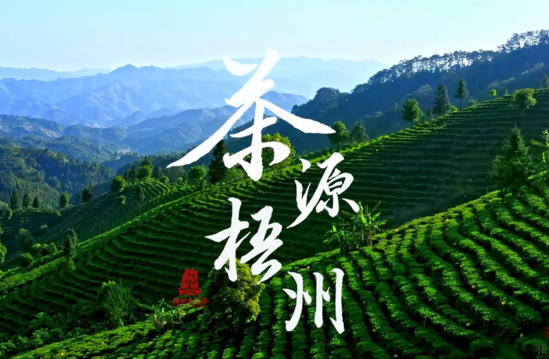 六堡茶