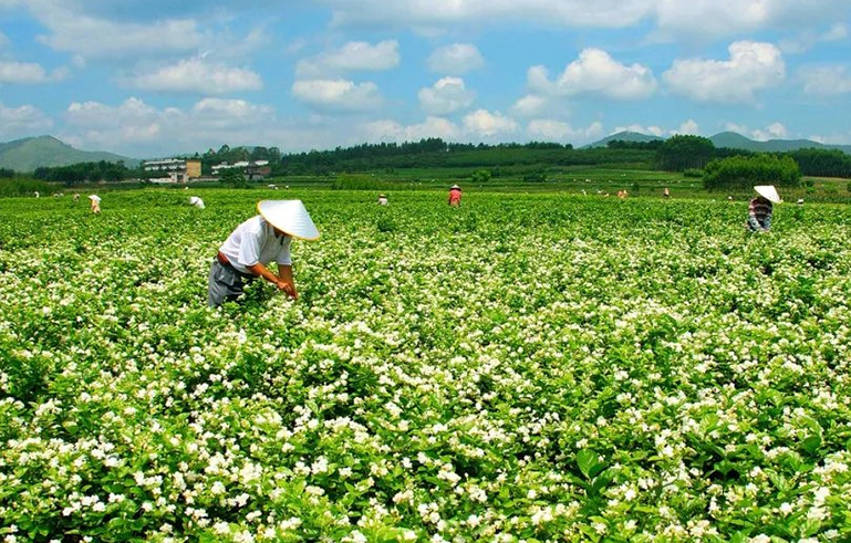 横县茶山基地